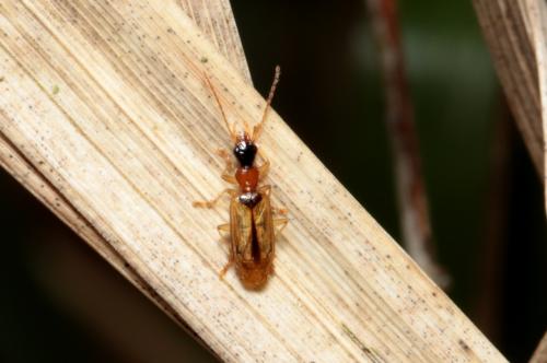 Réf. 227 338 : Demetrias atricapillus